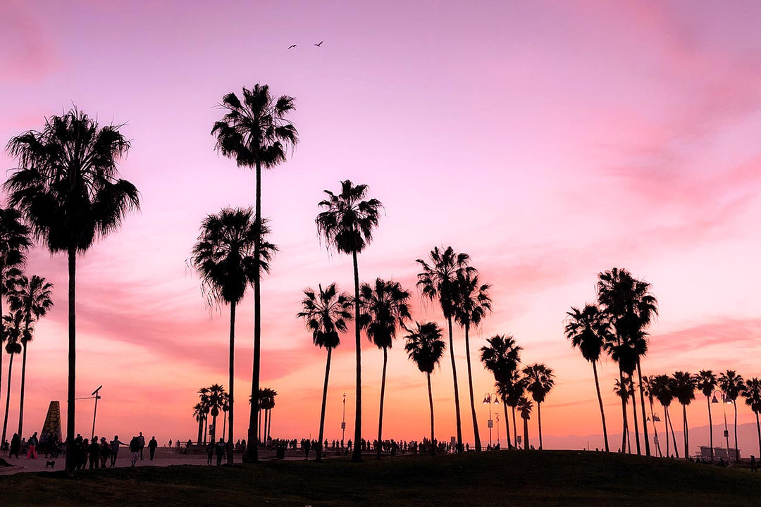 Palm trees at sunset
