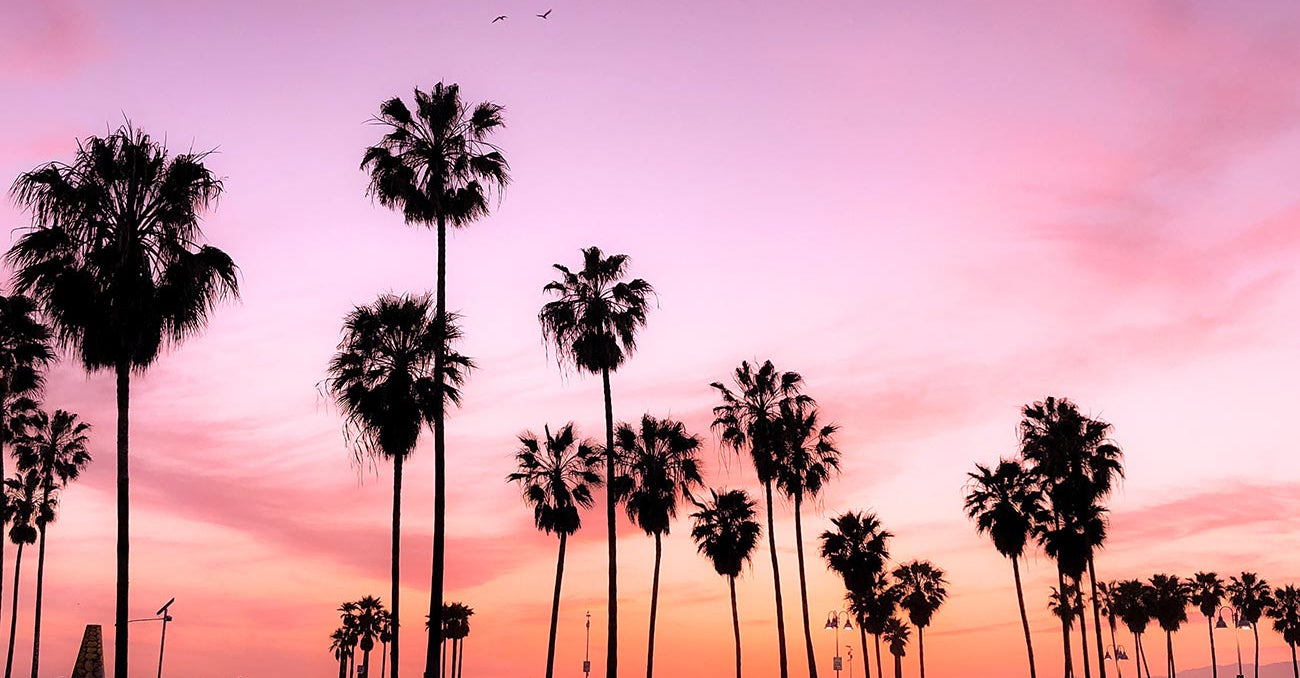 Palm trees at sunset
