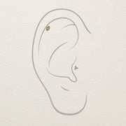Illustration showing 14k gold milgrain marquise end placed in helix and lobe piercings